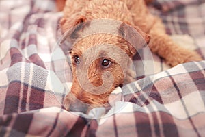 Irish Terrier closeup lying on a blanket and sad