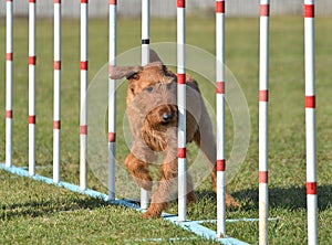 Irish Terrier at Dog Agility Trial