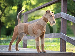 Irish terrier dog on the firest nature background