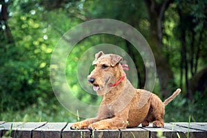 Irish terrier dog lies on the wooden bridge photo
