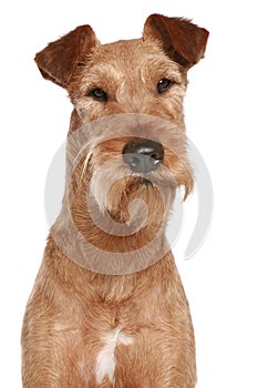 Irish terrier. Dog portrait