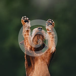 Irish terrier dog raising his paws up