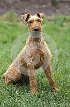 Irish Terrier Dog sitting on Grass