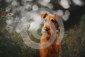 Irish terrier dog sitting in green bushes