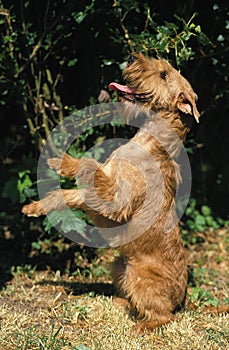 Irish Terrier, Dog Sitting upright and beg