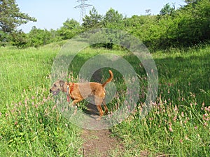 Irish terrier sniffing flowers