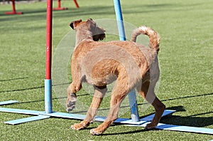The Irish terrier at training on Dog agility