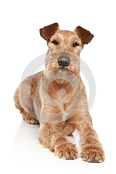 Irish terrier on a white background