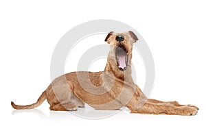 Irish terrier yawing