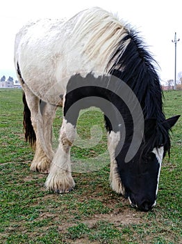 Irish tinker horse