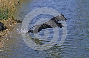 IRISH WATER SPANIEL, ADULT LEAPING INTO WATER