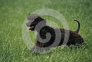 Irish Water Spaniel Dog walking on Grass