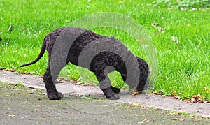 Irish Water Spaniel Puppy