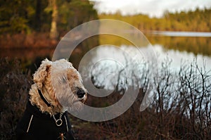 Irish wheaten softcoated terrier