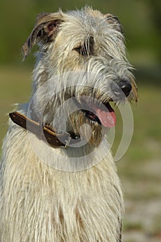 Irish Wolf Hound