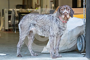 Irish Wolf Hound at the work place