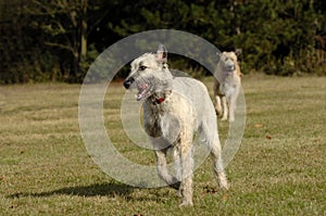 Irish wolf hounds running