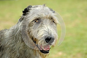 Irish Wolfhound