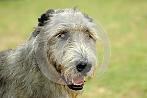 Irish Wolfhound photo