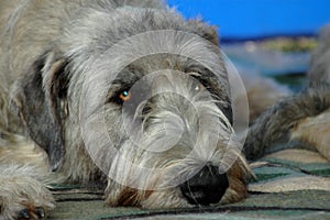 Irish Wolfhound photo