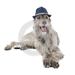 Irish Wolfhound