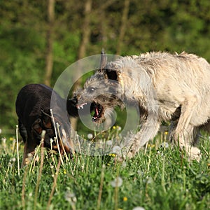 Irish wolfhound attacking some brown dog