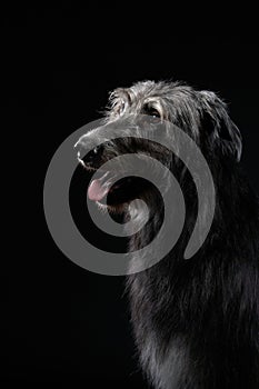 Irish wolfhound on a black background. Dog portrait in studio