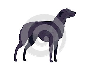 Irish Wolfhound breed. Guard or hunting dog. Tall doggy standing on white background. Realistic purebred wolf hound