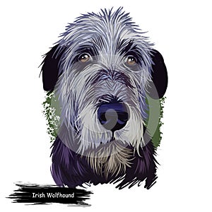 Irish Wolfhound, Cu, Cu Faoil dog digital art illustration isolated on white background. Ireland origin sighthound and pariah dog