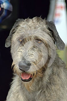 Irlandesa perro lobo el perro 