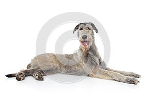 Irish Wolfhound dog photo