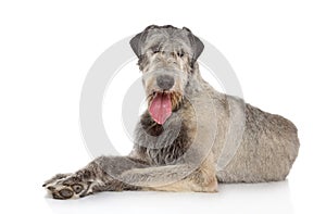 Irish Wolfhound dog photo