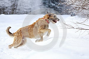 Irish wolfhound dog