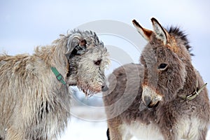 Dog and donkey