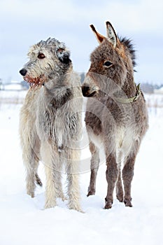 Dog and donkey