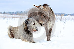 Dog and donkey