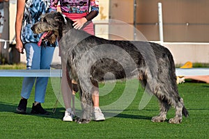 Irish wolfhound at a dog show