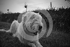 Irish Wolfhound dog sitting in the garden