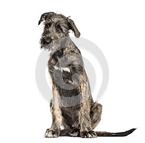 Irish Wolfhound dog, sitting, , isolated