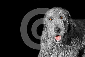 Irish wolfhound dog wagging tongue pose isolated on black