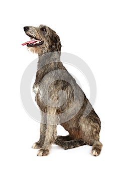 Irish wolfhound dog on a white background