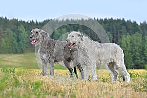 Irish wolfhound dogs