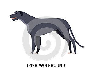 Irish wolfhound. Funny dog of hunting breed or sighthound isolated on white background. Purebred domestic animal or pet