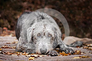 Irish Wolfhound lies on the pad with fallen autumn leaves