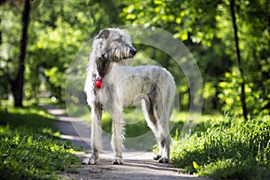 Irish Wolfhound portrait