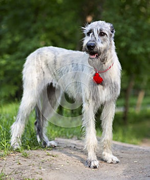 Irish Wolfhound portrait