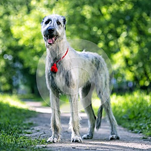 Irish Wolfhound portrait