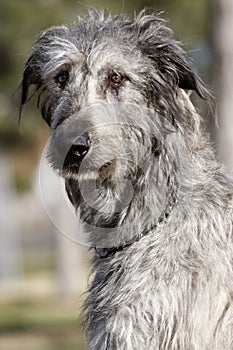 Irish Wolfhound Portrait