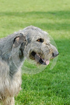 Irish wolfhound portrait