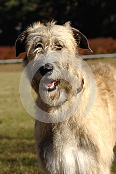 Irish wolfhound portrait